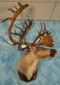 Beautiful Barren Ground Caribou Shoulder Taxidermy Mount
