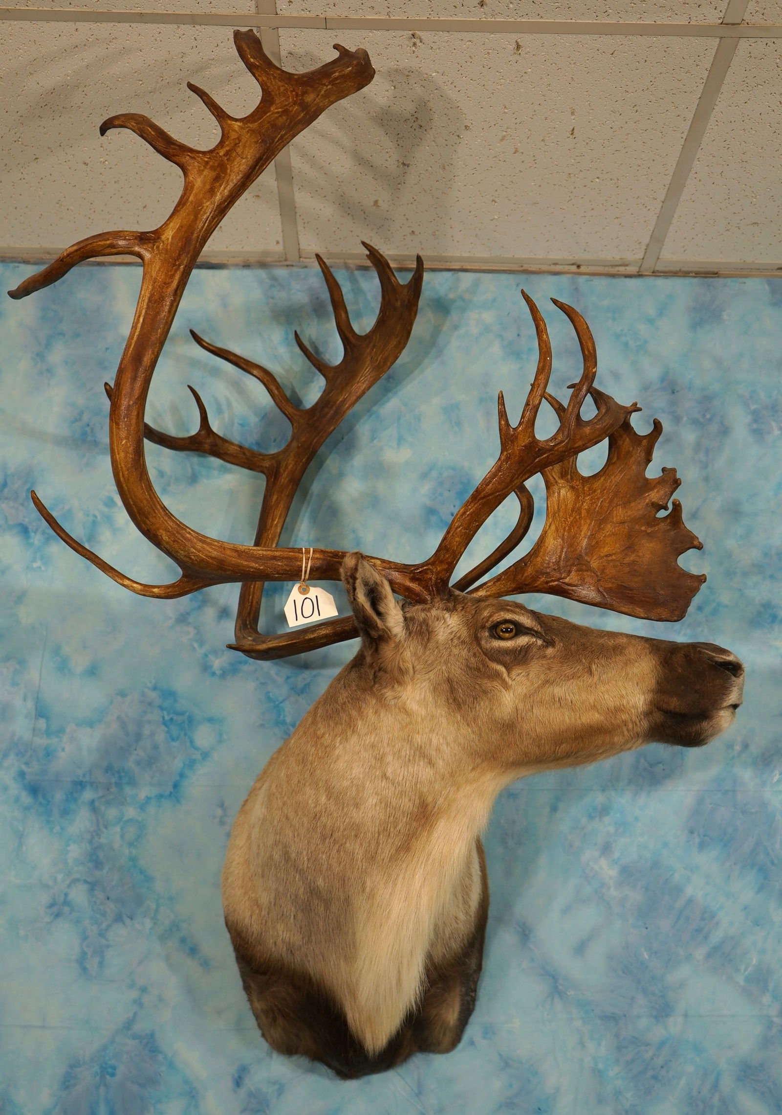 Beautiful Barren Ground Caribou Shoulder Taxidermy Mount (1 of 4)