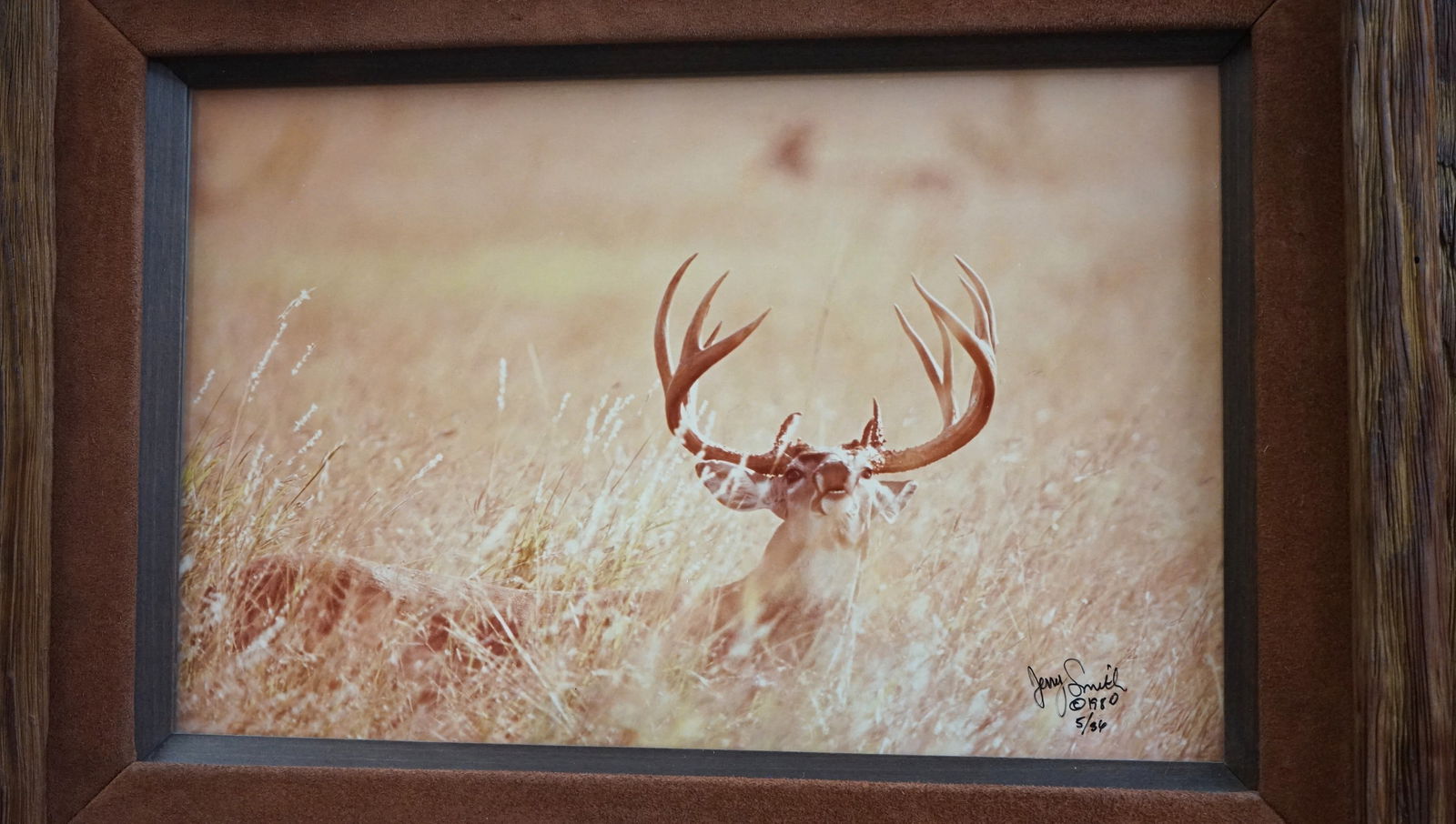 Framed Photograph of a Big South Texas Whitetail Buck During the Rut (1 of 3)