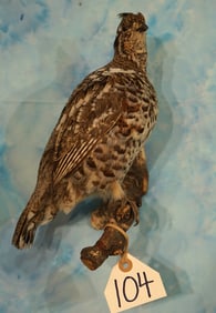 Beautiful Ruffed Grouse Taxidermy Bird Mount