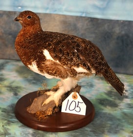 Alaskan Fall Phase Ptarmigan Taxidermy Bird Mount