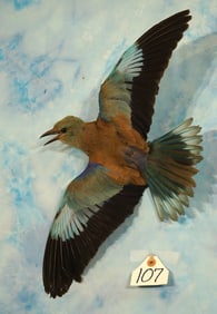 Gorgeous European Blue Roller Taxidermy Bird Mount