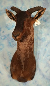 African Tsessebee  Shoulder Taxidermy Mount