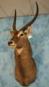 African Common Ringed Waterbuck Shoulder Taxidermy Mount