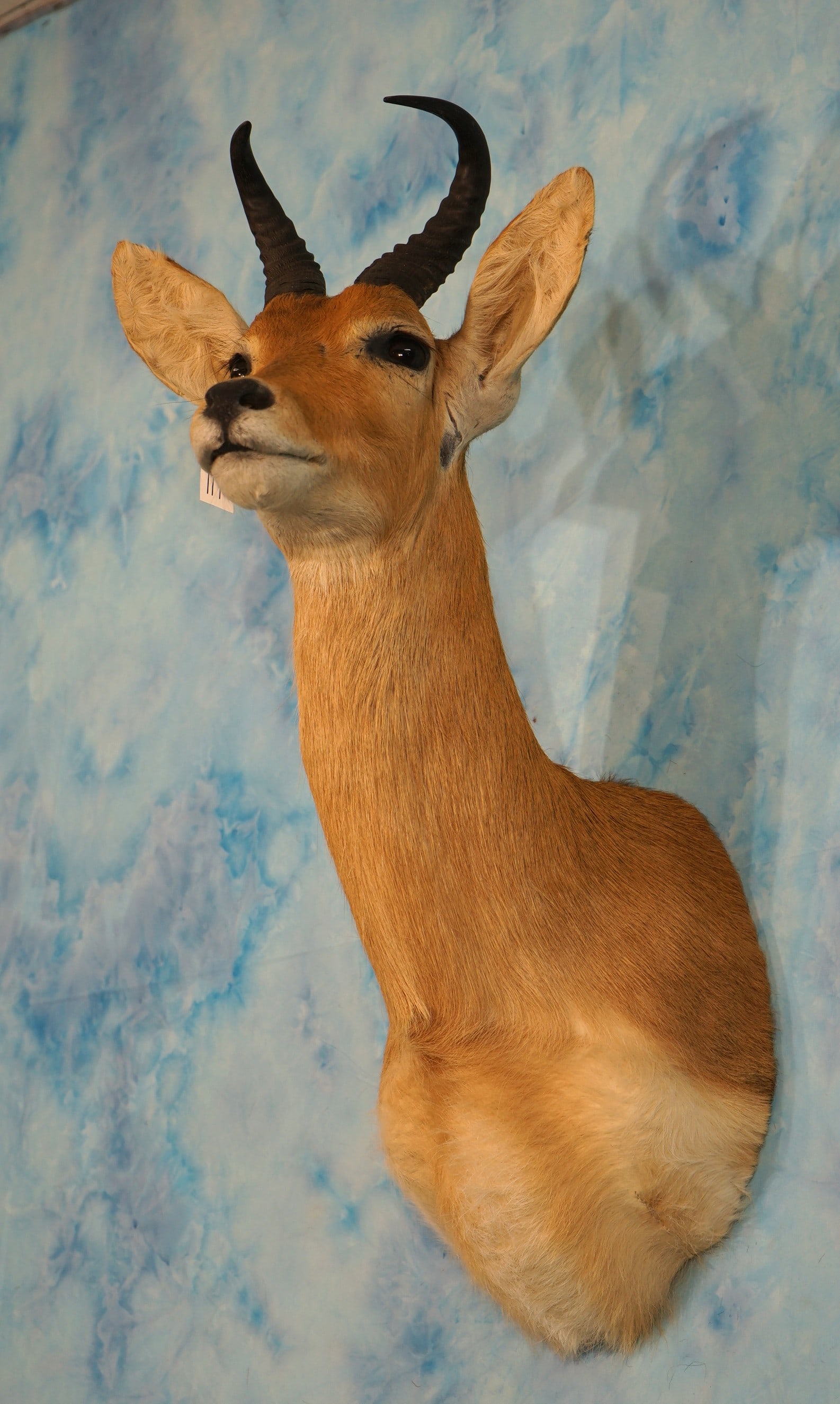 East African Bohor Reedbuck Shoulder Taxidermy Mount (1 of 3)