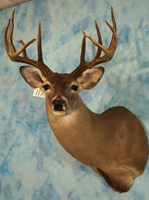 Nice 161 3/8" gross South Texas 11pt. Whitetail Deer Shoulder Taxidermy Mount