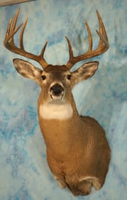 Canadian 10pt. Whitetail Deer Shoulder Taxidermy Mount