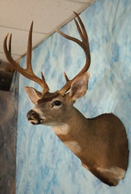 Top 3 Boone & Crockett Sitka Blacktail Deer Shoulder Taxidermy Mount
