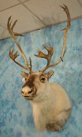 Beautiful Arctic Island or "Peary's" Caribou Shoulder Taxidermy Mount