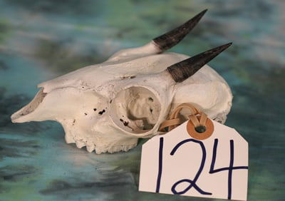 South African Cape Grysbuck Skull Taxidermy