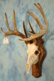 12pt. Whitetail Deer Skull on Walnut Wood Panel Taxidermy