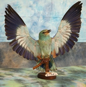 Beautiful European Blue Roller Taxidermy Bird Mount