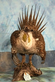 Super Nice Wyoming Sage Grouse Taxidermy Bird Mount