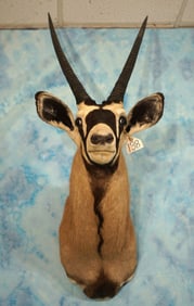 African Gemsbuck Antelope Shoulder Taxidermy Mount