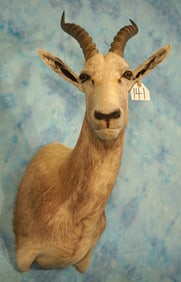 African White Blesbuck Antelope Shoulder Taxidermy Mount