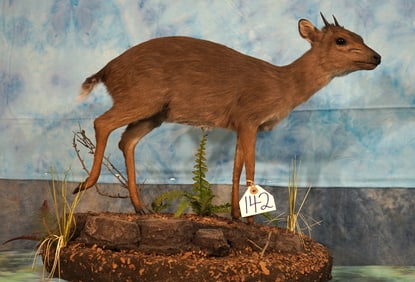 African Blue Duiker Pygmy Antelope Full body Taxidermy Mount in Habitat