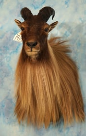 Beautiful Himalayan Tahr Shoulder Taxidermy Mount