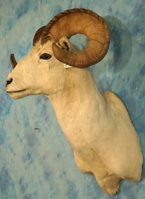 Alaskan Dall Sheep Shoulder Taxidermy Ram Mount