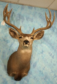 Good size Arizona Mule Deer Shoulder Taxidermy Mount