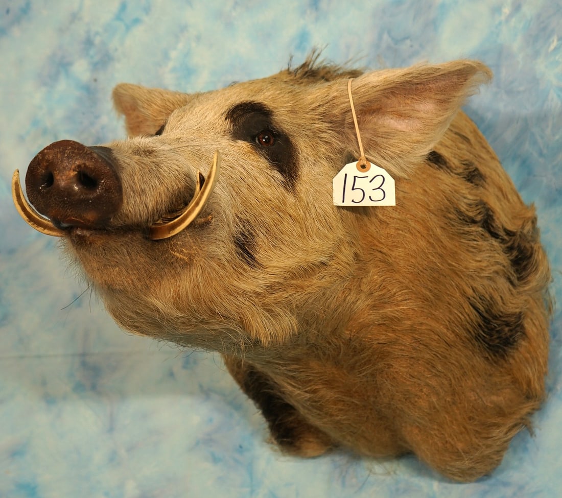 Wild Boar/Feral Hog Shoulder Taxidermy Mount (1 of 4)