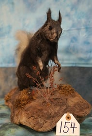 Super Cool Kaibab Forest Squirrel Full Body Taxidermy Mount