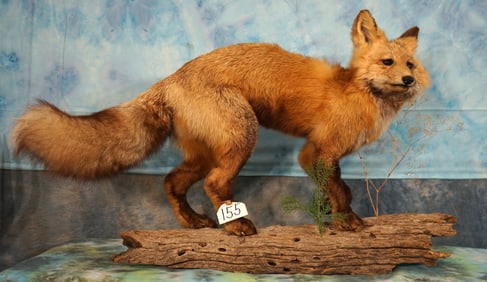 Pretty Northern Red Fox Full Body Taxidermy Mount in Habitat