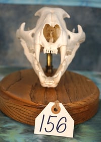 Complete Mountain Lion Skull on Panel Taxidermy