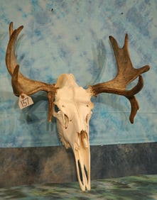 Very Nice Shiras Moose Skull with a Droptine Taxidermy