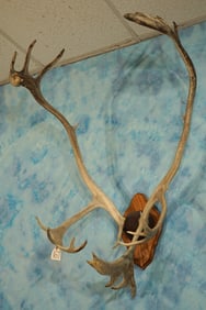 Caribou Antlers Mounted on Panel Taxidermy