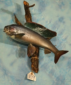Real Skin 18" Arctic Grayling Taxidermy Fish Mount