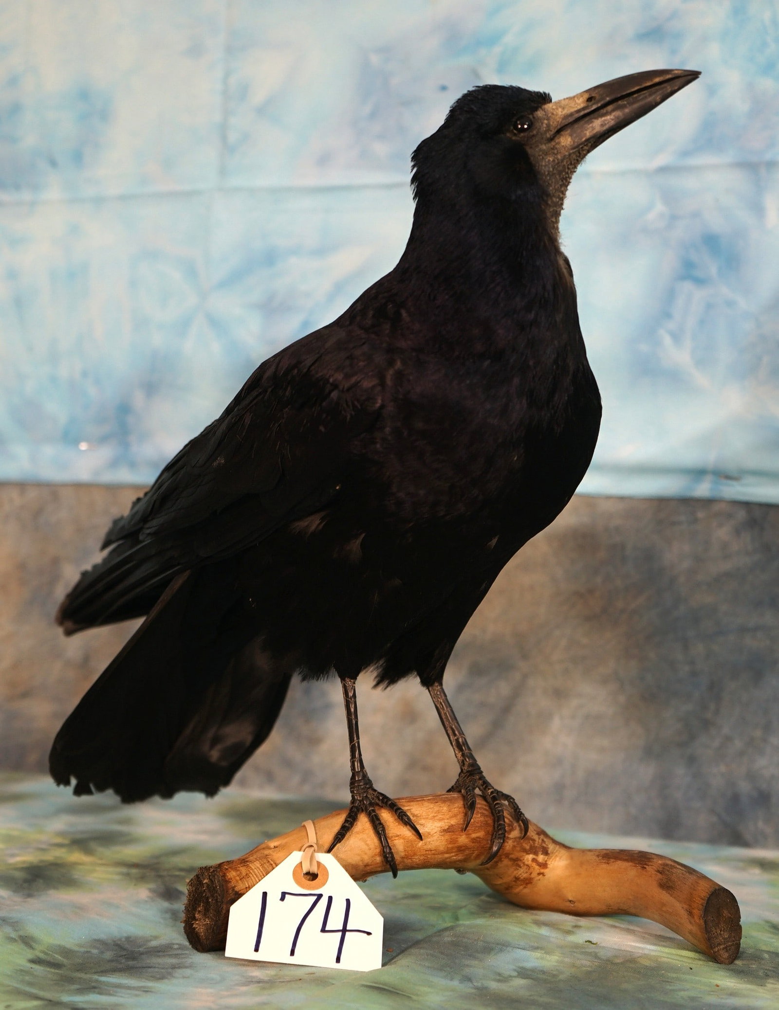 European Raven Taxidermy Bird Mount: Here is Edgar Allan Poe's favorite, "Thus quote the Raven". This mount is clean and in perfect condition. It is a real 10+. This one looks like he is ready to fly back to England.?