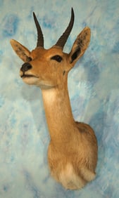 South African Mountain Reedbuck Shoulder Taxidermy Mount