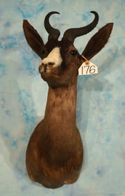 South African Black Springbuck Gazelle Shoulder Taxidermy Mount