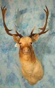 White European Fallow Deer Shoulder Taxidermy Mount