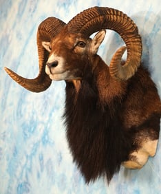 Gold Medal European Mouflon Sheep Shoulder Taxidermy Mount