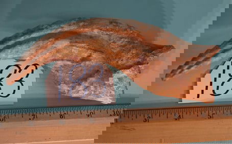 Authentic  & Awesome! Spinosaurus egypticus Dinosaur Fossil Hand Claw