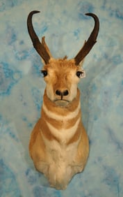Pronghorn Antelope Shoulder Taxidermy Mount
