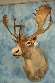 Beautiful Woodland Caribou Shoulder Taxidermy Mount  **Texas Residents Only!**