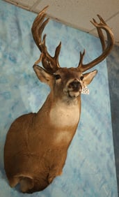 Big Non-Typical Whitetail Deer Shoulder Taxidermy Mount