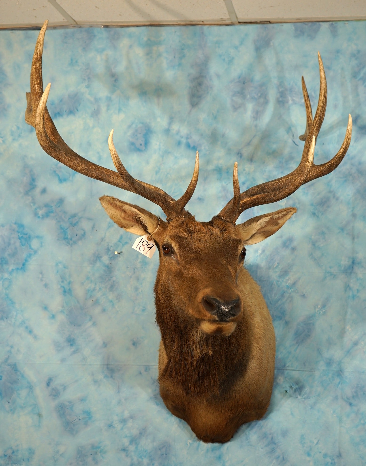6 x 6 Rocky Mountain Elk Shoulder Taxidermy Mount (1 of 3)