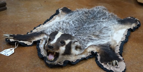 American Badger Padded and Felted Taxidermy Rug Mount