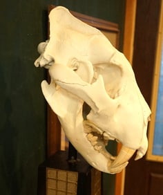 African Lion Complete Skull on a Very Nice Pedestal Stand Taxidermy