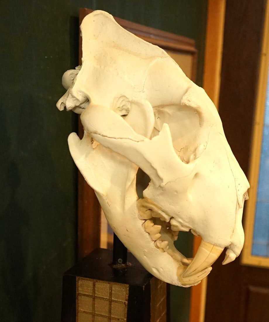 African Lion Complete Skull on a Very Nice Pedestal Stand Taxidermy: This skull is from a large male Lion. It is clean and in excellent condition. Between the bottom jaw canine teeth, two of the smaller teeth are broke off or missing. This was an old Lion, and broken o