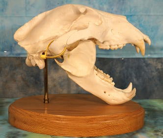 Large Alaskan Brown Bear Complete Skull Taxidermy