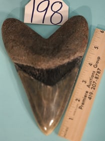 Monster 6 1/2" Megalodon Prehistoric Shark Authentic Fossil Tooth