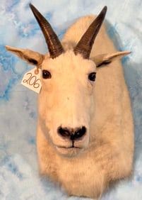 Rocky Mountain Goat Shoulder Taxidermy Mount
