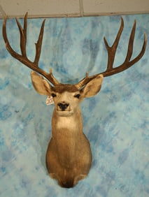 193 2/8" gross Large Desert Mule Deer Shoulder Taxidermy Mount