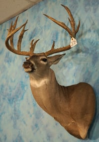 184 3/8" gross Whitetail Deer Shoulder Taxidermy Mount