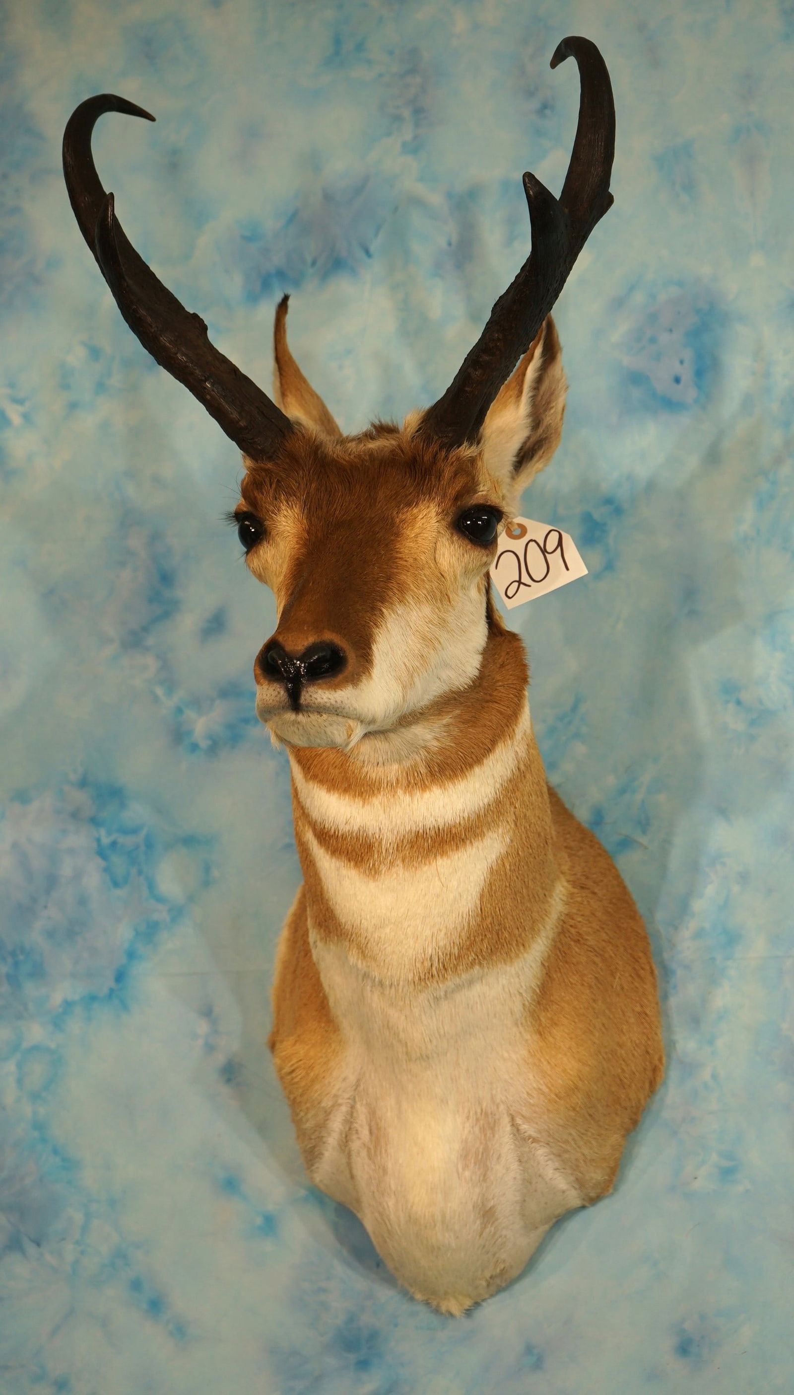 Pronghorn Antelope Shoulder Taxidermy Mount (1 of 3)
