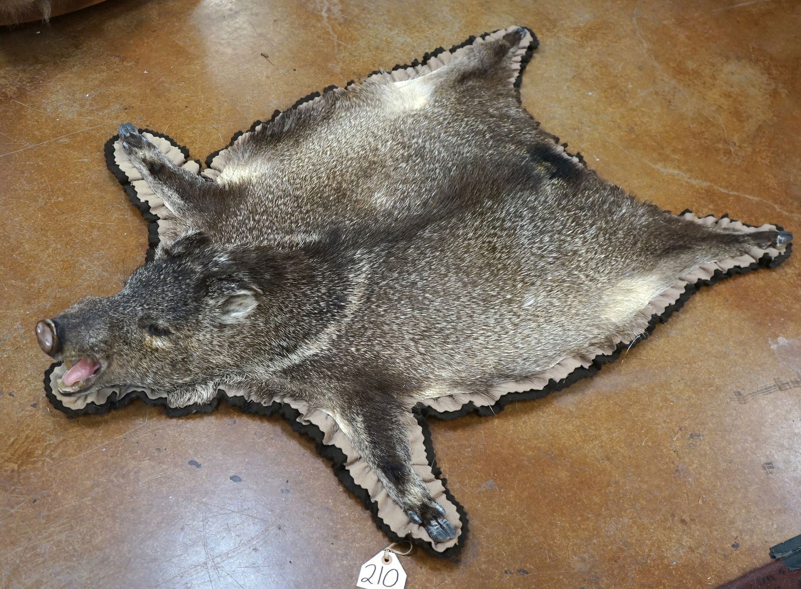 Javelina Padded and Double Felted Taxidermy Rug Mount: Here is a seldom seen Javelina Rug. This mount is clean and in excellent condition. The taxidermy quality grades a very nice 8.85.?